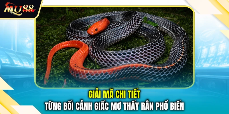 Giải mã chi tiết từng bối cảnh giấc mơ thấy rắn phổ biến