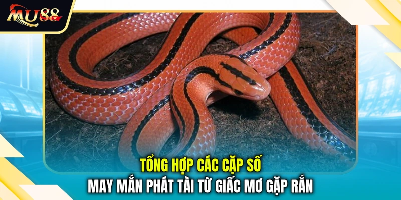 Tổng hợp các cặp số may mắn phát tài từ giấc mơ gặp rắn